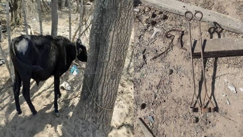 Secuestran un animal vacuno, cueros y marcas de fuego