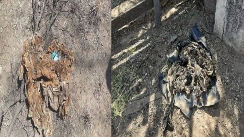 Secuestran un animal vacuno, cueros y marcas de fuego