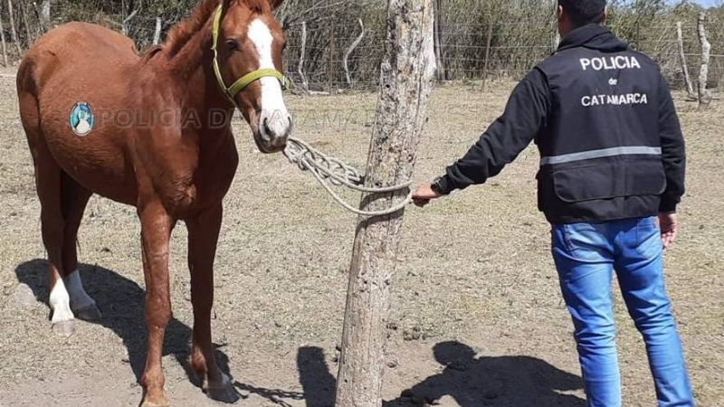 Denunció que le robaron un caballo y lo encontraron en una finca de Paclín