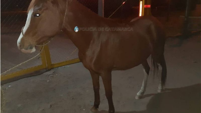 En Valle Viejo recuperan un caballo robado en Capayán