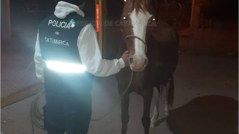 En Valle Viejo recuperan un caballo robado en Capayán