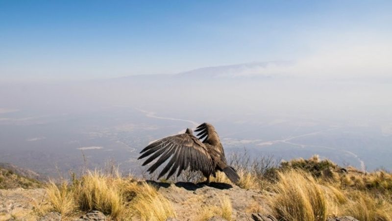 Ambiente recibió kits para detectar cebos tóxicos