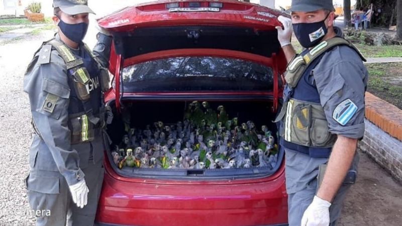 Santiago del Estero: llevaban de contrabando 216 loros en el baúl del auto