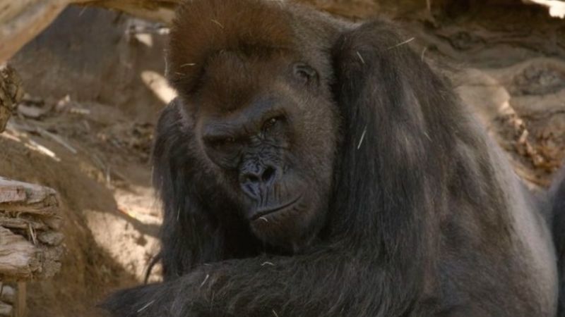 Un grupo de gorilas en un zoológico en California se contagió de COVID-19
