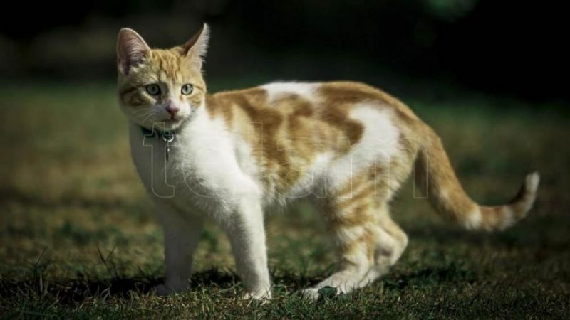 Qué síntomas tienen y cómo cuidar a los animales con coronavirus