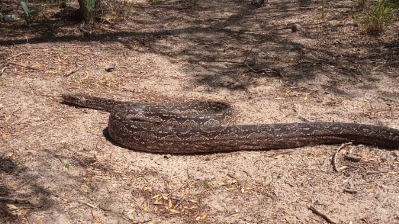 Secuestran una Lampalagua