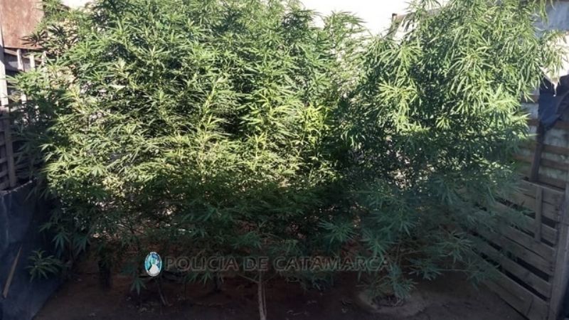 Secuestran plantas de marihuana de unos 3 metros