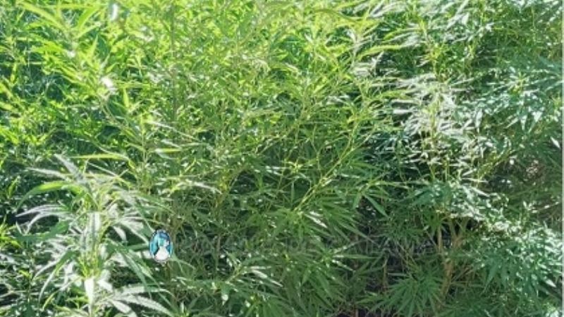Secuestran plantas de marihuana de unos 3 metros