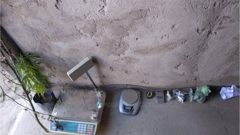 Secuestran plantas de marihuana de unos 3 metros