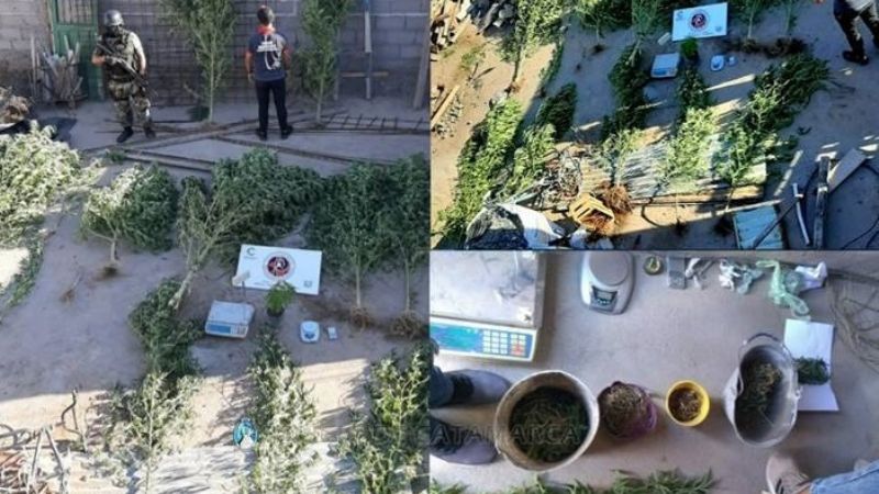 Secuestran plantas de marihuana de unos 3 metros