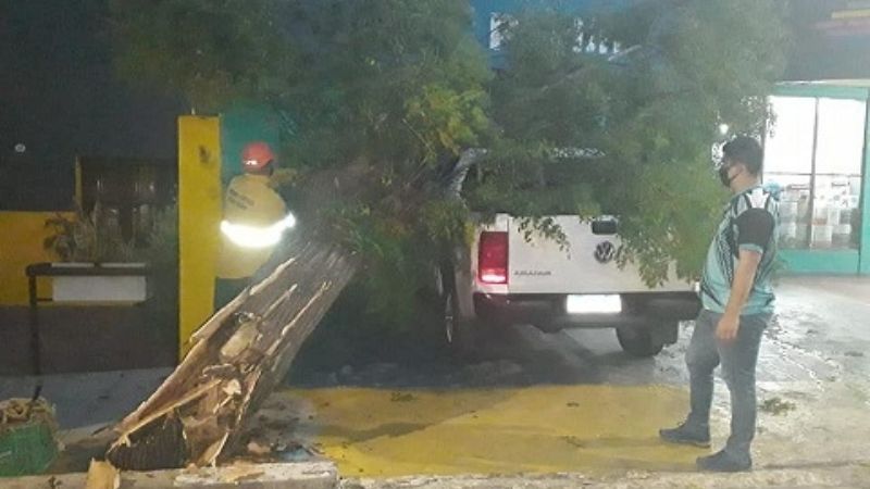 Se desplomó un árbol sobre una camioneta