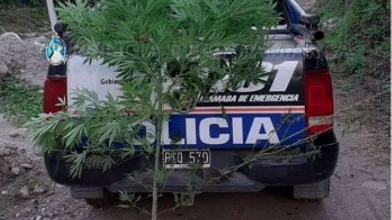 Secuestran una planta de marihuana