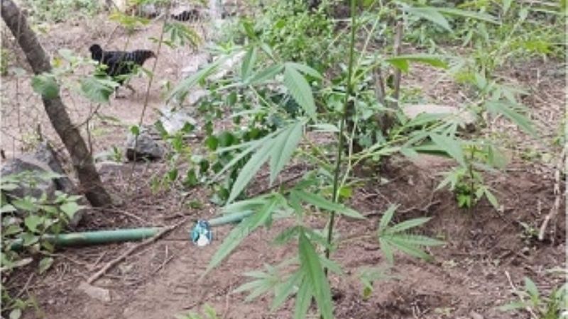 Encuentran 40 plantas de marihuana a la vera del Río El Tala