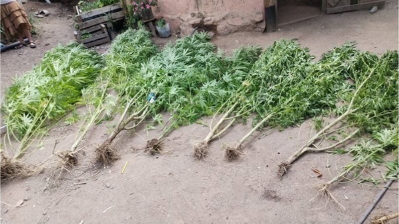 Encuentran 40 plantas de marihuana a la vera del Río El Tala