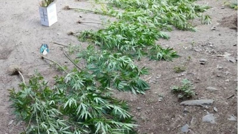 Encuentran 40 plantas de marihuana a la vera del Río El Tala