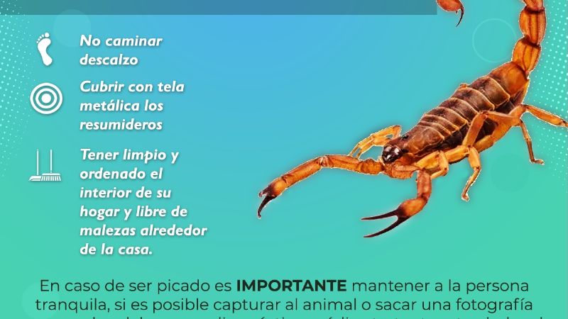 Cuidados por aparición de animales ponzoñosos