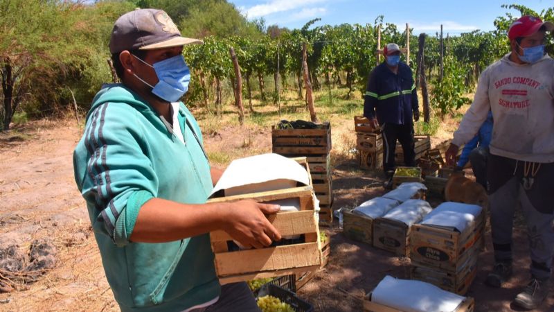 Segunda cosecha de uva orgánica en Tinogasta