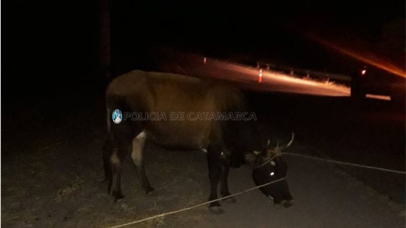 Secuestran una vaca en Isla Larga