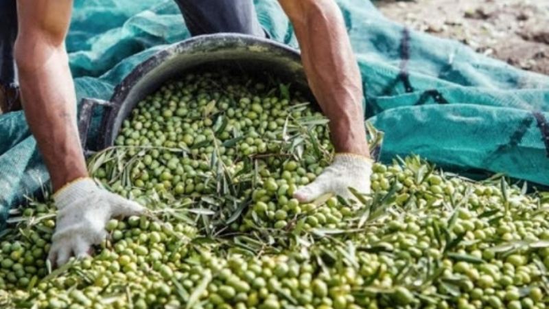 Catamarca aumenta la mano de obra local para las cosechas