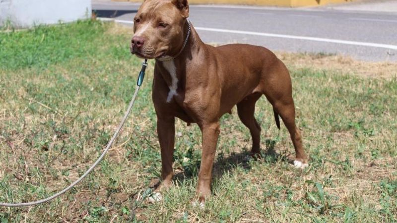 Pitbull desfiguró a nene de 3 años en Córdoba