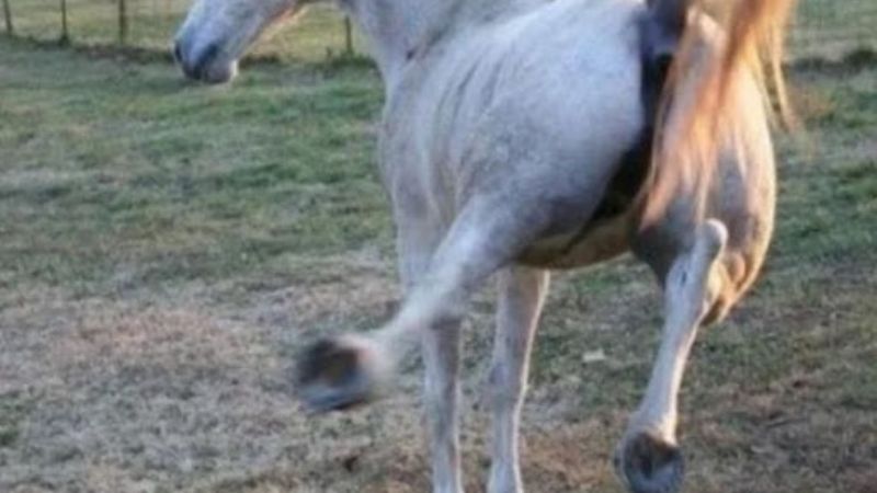 Asisten a una niña que se cayó del caballo