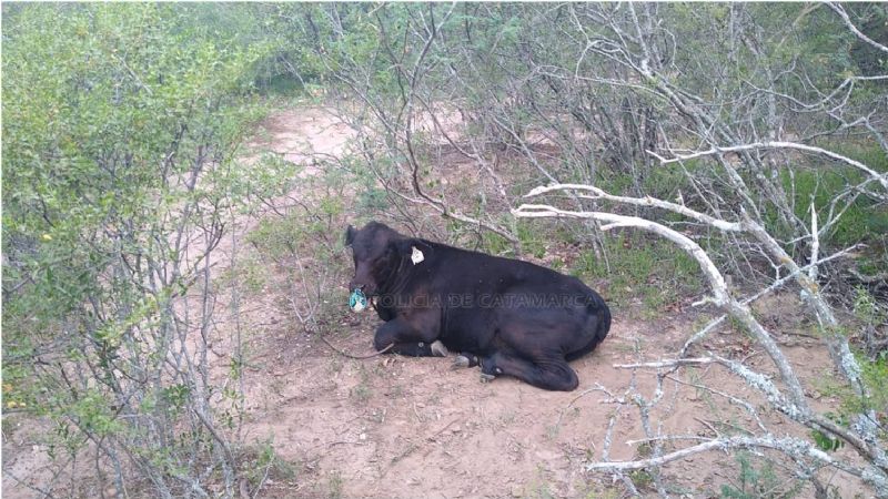 Secuestran un animal vacuno y otro faenado robados en Santa Rosa