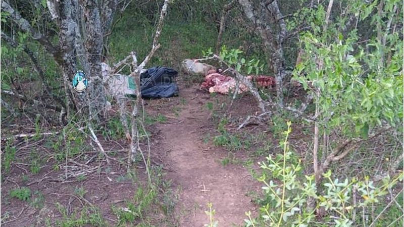 Secuestran un animal vacuno y otro faenado robados en Santa Rosa