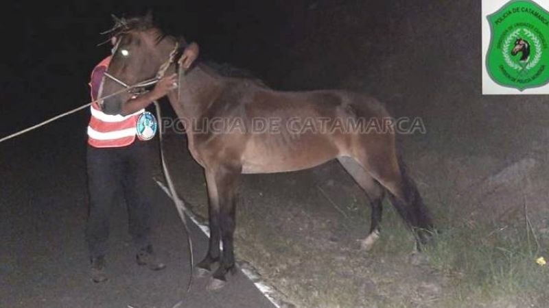 Secuestran dos caballos en La Puerta y El Rodeo