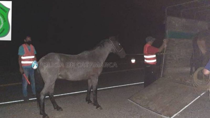 Secuestran dos caballos en La Puerta y El Rodeo