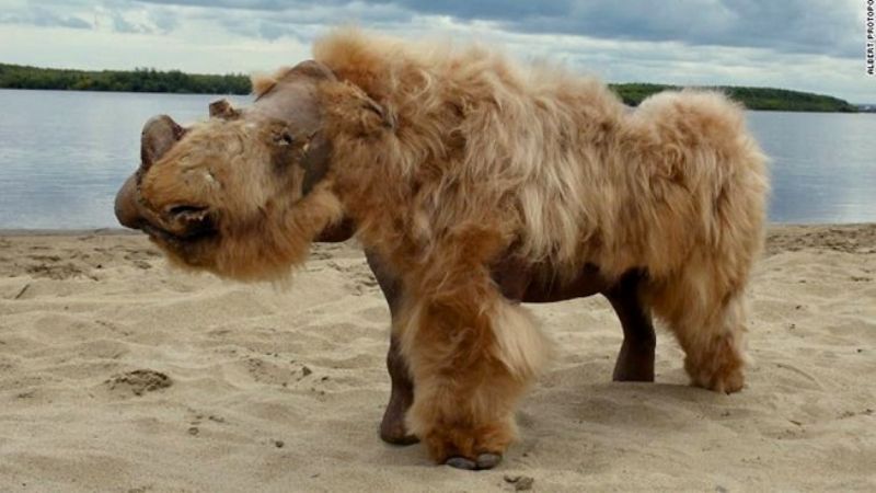 Hallan un rinoceronte lanudo congelado hace 20.000 años