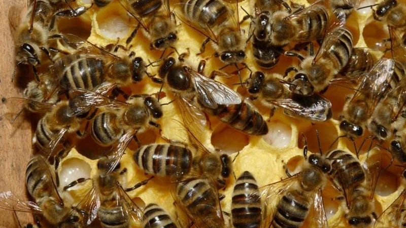 Murió tras ser atacado por un enjambre de abejas en el norte cordobés