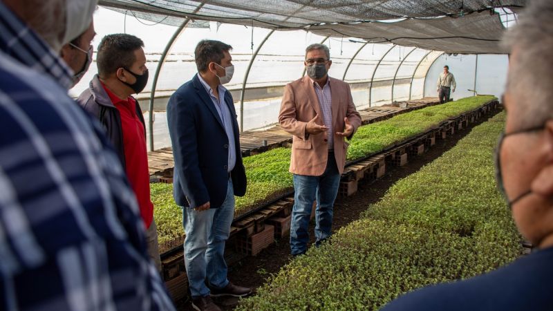Más de 250 mil plantines de tomates se entregarán a productores