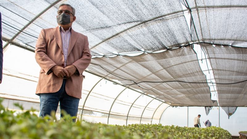 Más de 250 mil plantines de tomates se entregarán a productores