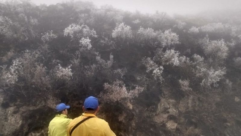 Increíble: nieve apagó incendio forestal
