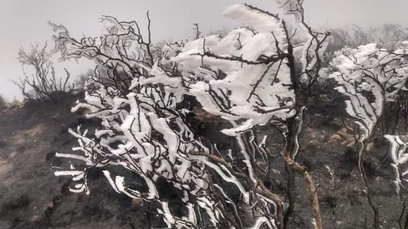 Increíble: nieve apagó incendio forestal