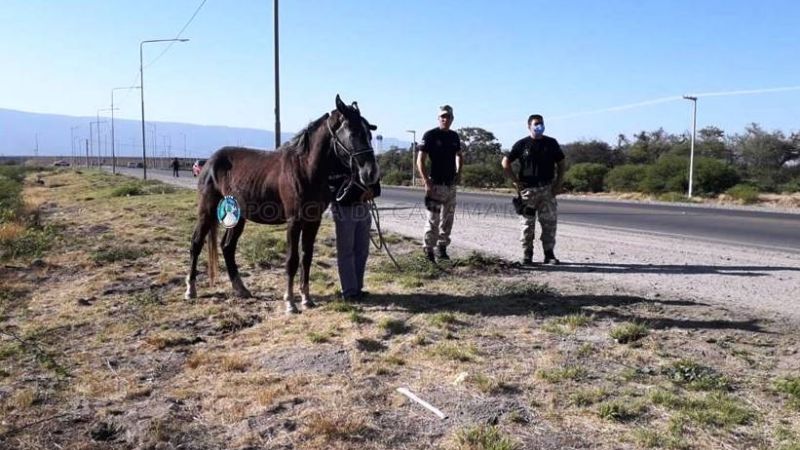 Secuestran un caballo frente al Mercado de Abasto