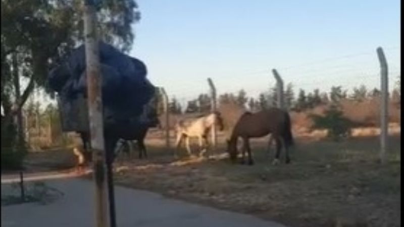 Quejas de vecinos por caballos sueltos en la ciudad