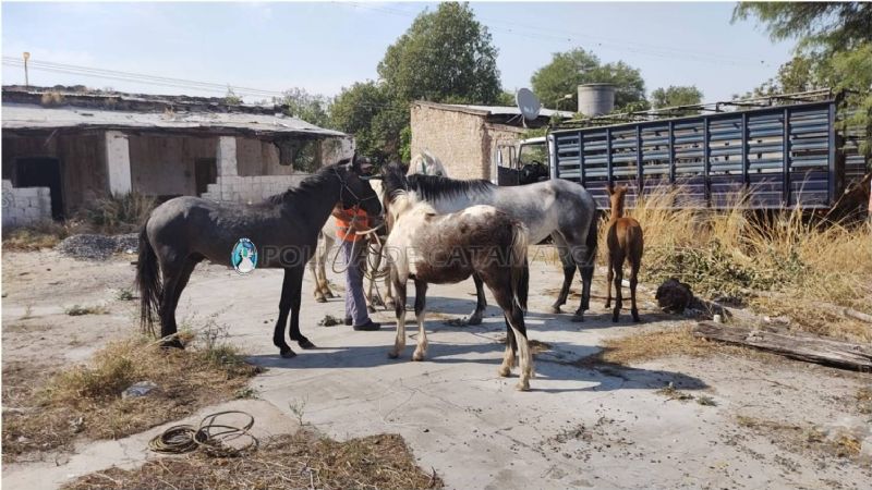 Secuestran animales en Capayán