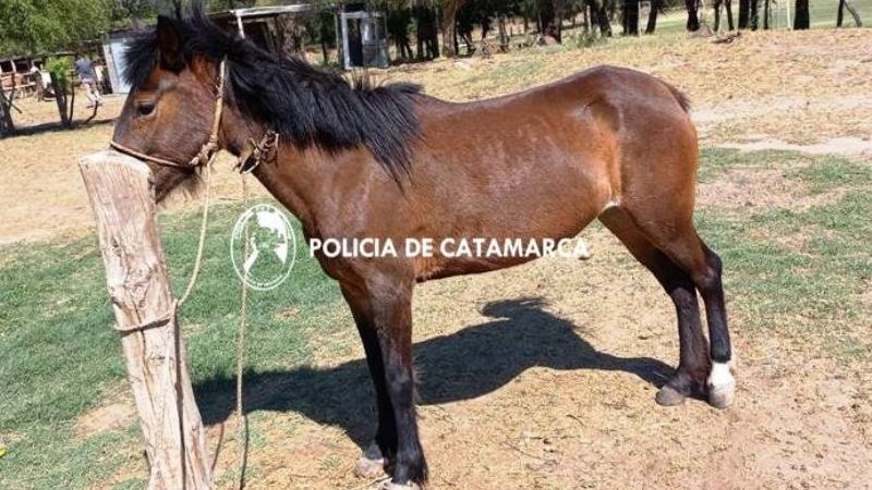 Secuestran un animal suelto en la ruta 38