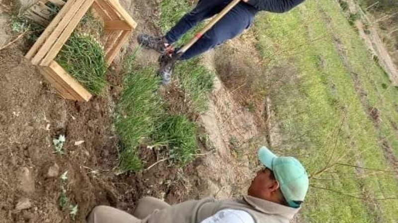 Entrega de plantines de cebolla en San José