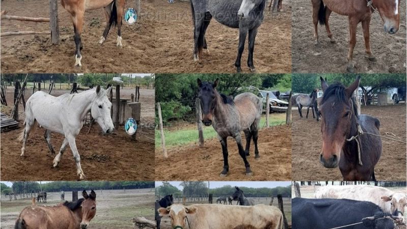 Secuestran gran cantidad de animales sueltos