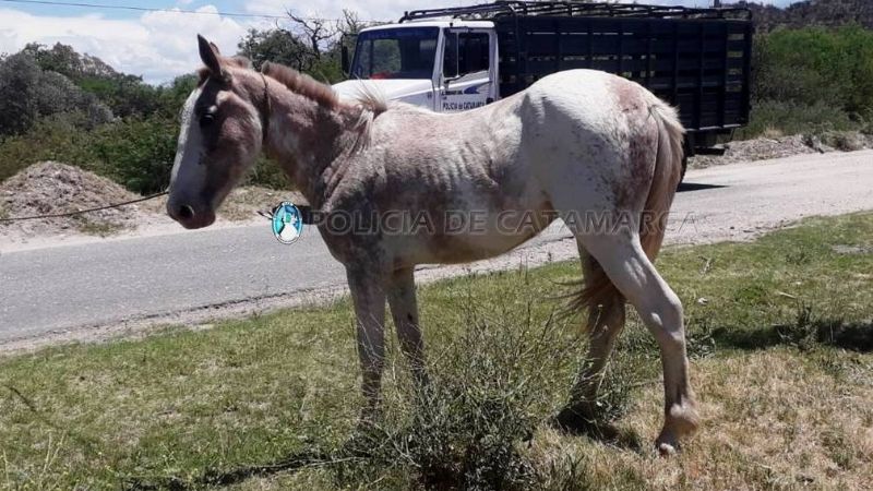 Secuestran caballos en El Portezuelo y Santa Cruz