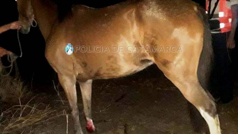 Secuestran caballos en El Portezuelo y Santa Cruz