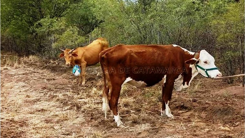 Secuestran animales sueltos en Las Tejas