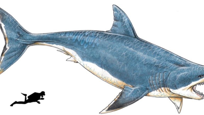 Hallan el diente de un tiburón prehistórico gigante