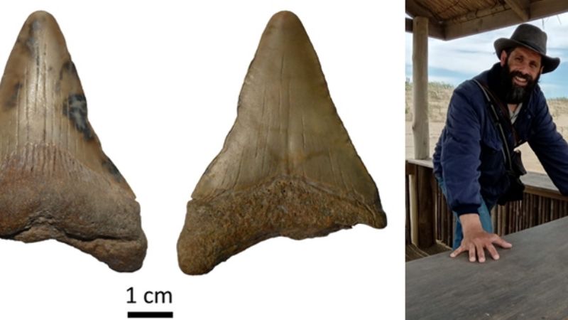 Hallan el diente de un tiburón prehistórico gigante