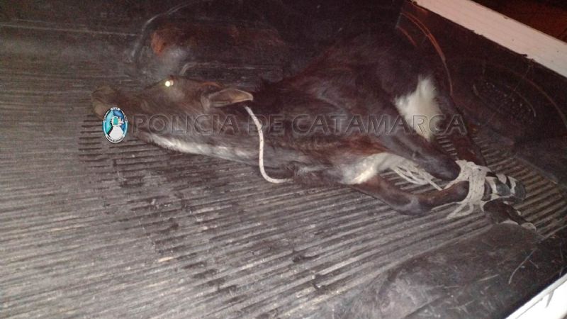 Detienen a dos jóvenes que transportaban un animal en una camioneta