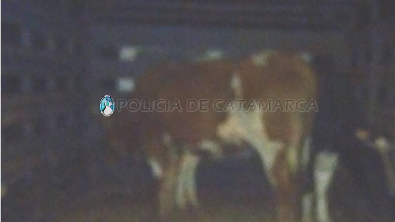 Secuestran tres animales sueltos en la ruta 33