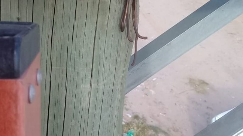 Sabotean el sistema eléctrico de Recreo