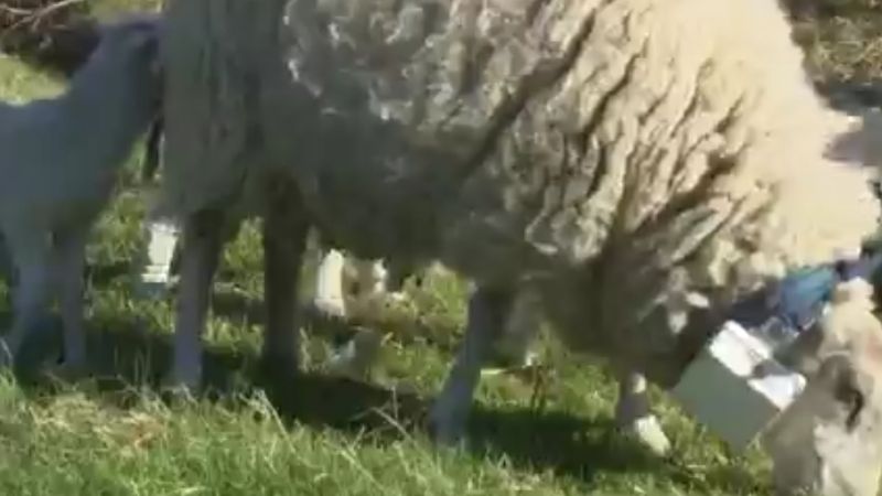 Experimento local generó el interés de medios nacionales